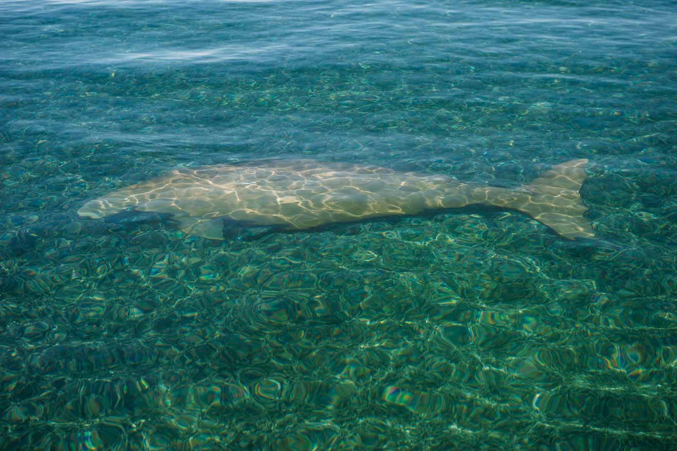 Dugong Things to do in Shark bay to monkey mia distance