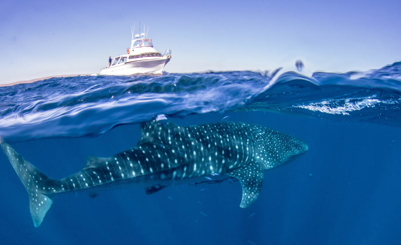 Whale shark sighting underwater from boat