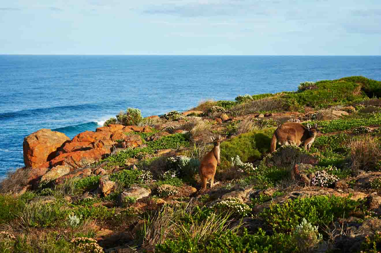 Wildlife Kangaroo things to see Margaret River Western Australia Road trip