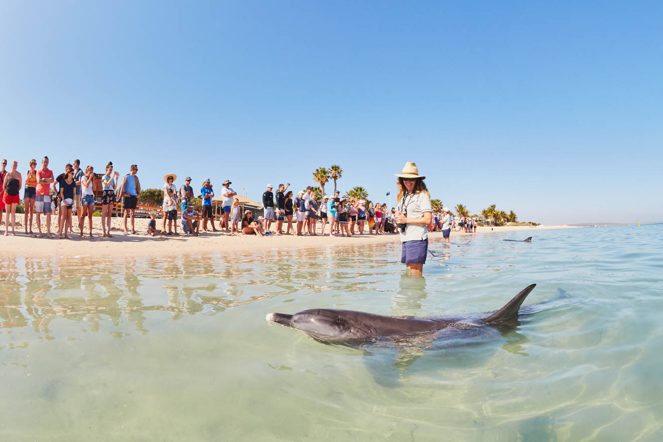 RAC Monkey Mia Dolphins watching Things to do in Shark bay