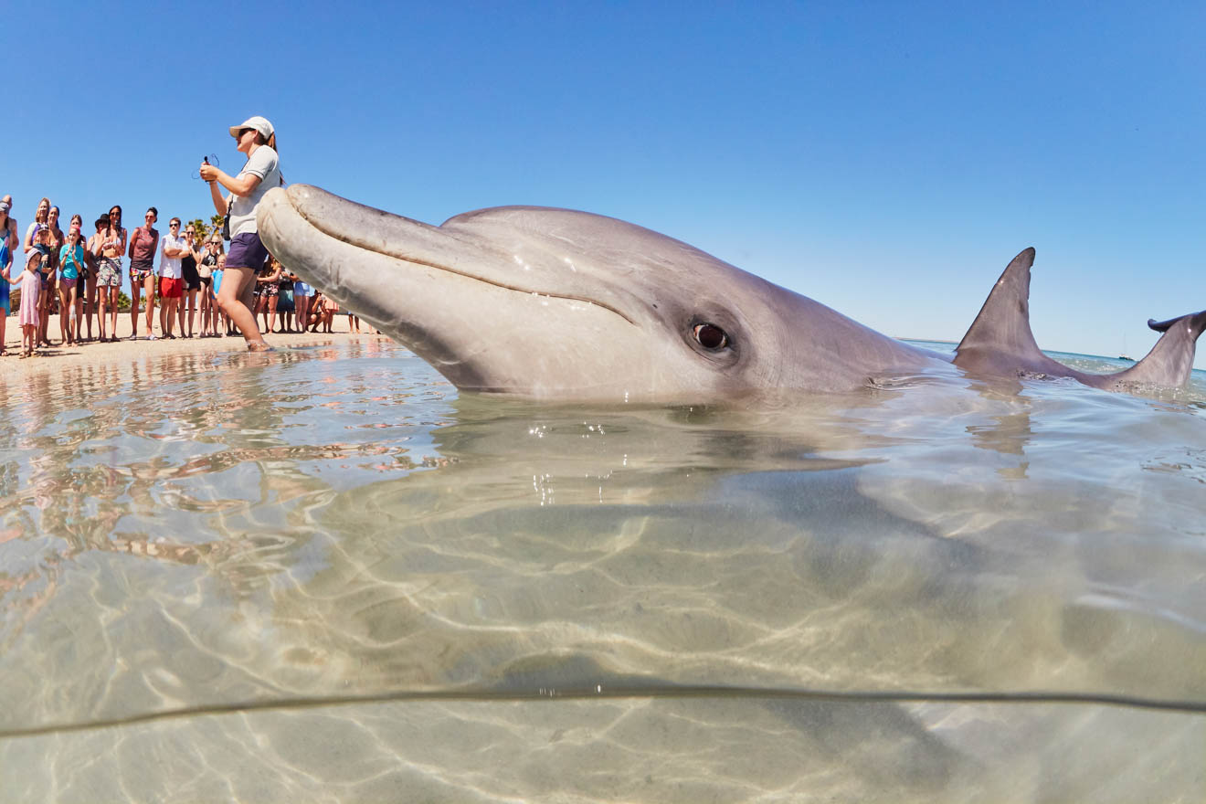 Monkey Mia Dolphins Western Australia down south