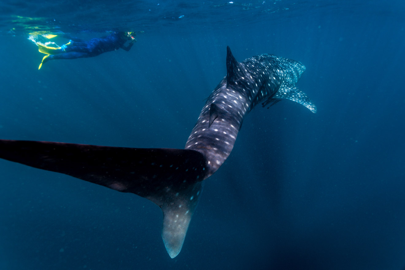 a large whale swimming next to a smaller whale