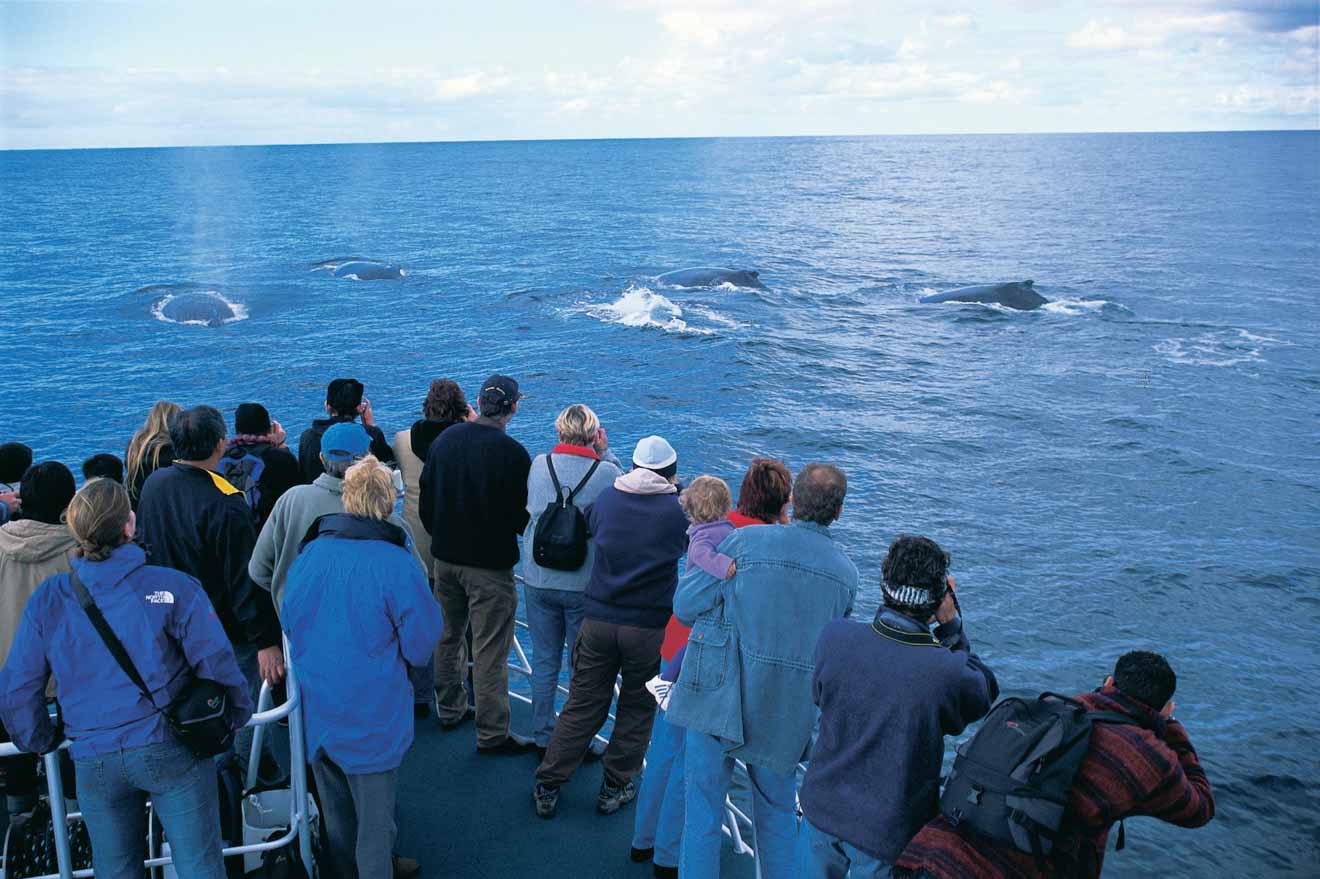 Whale watching in Flinders Bay things to do in trip to margaret river in a ferry