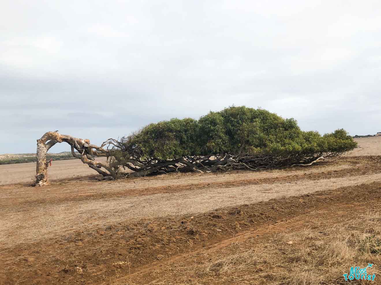 tree Western Australia perth to exmouth Road trip