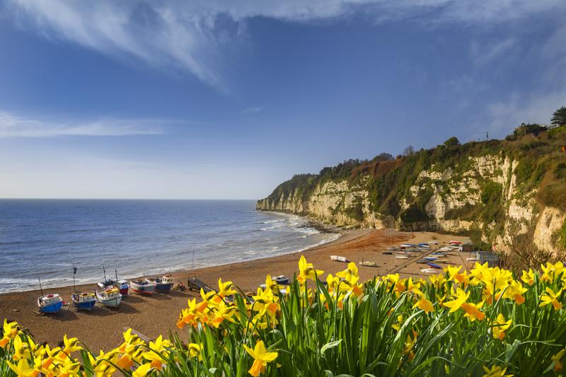 Early morning sunlight illuminates the pebbles of the beach at Beer in Devon