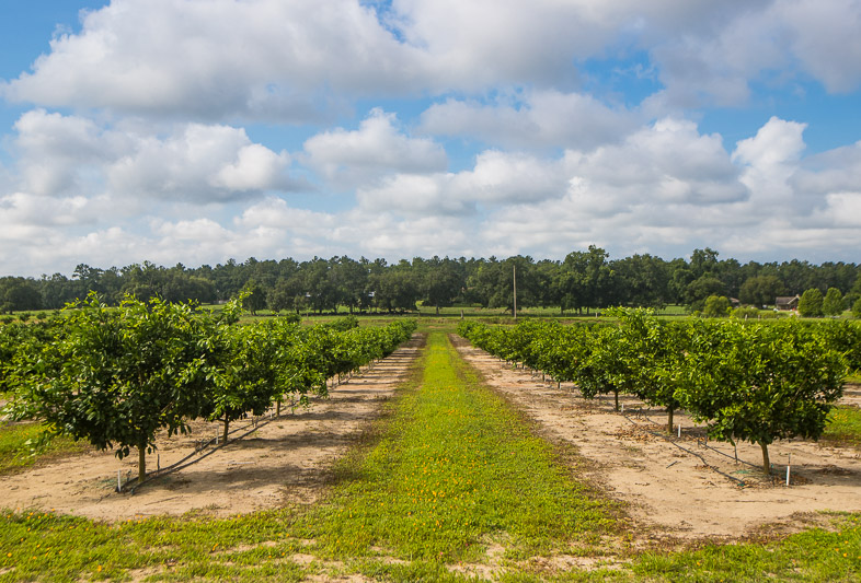 Florida Georgia Citrus Company