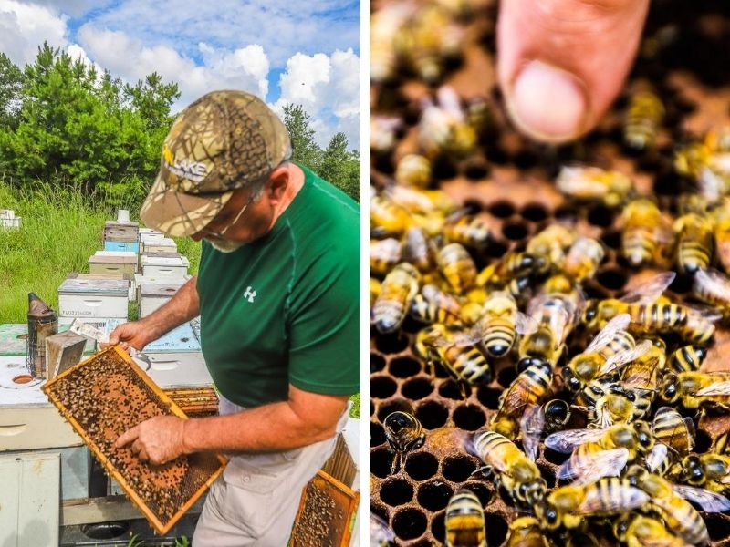 Full Moon Apiary, Monticello, Florida