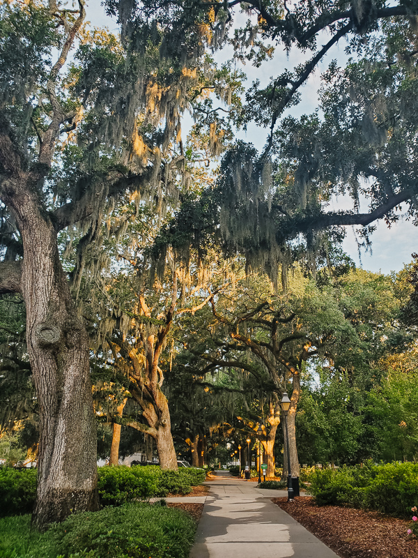 Spanish moss Savannah