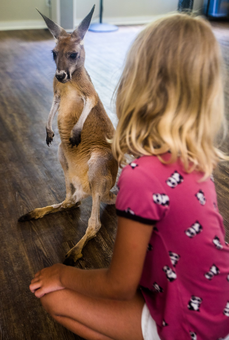 Kangaroo at North Florida Wildlife Center, Monticello, Florida