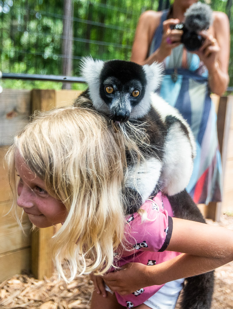 Lemurs at the North Florida Wildlife Center, Monticello, Florida