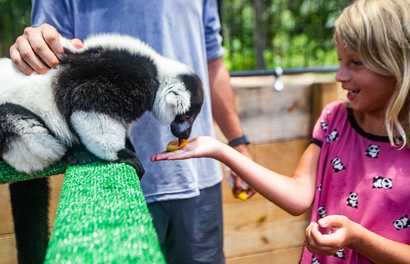 Lemurs at the North Florida Wildlife Center