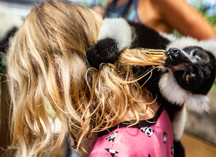 Lemurs at the North Florida Wildlife Center