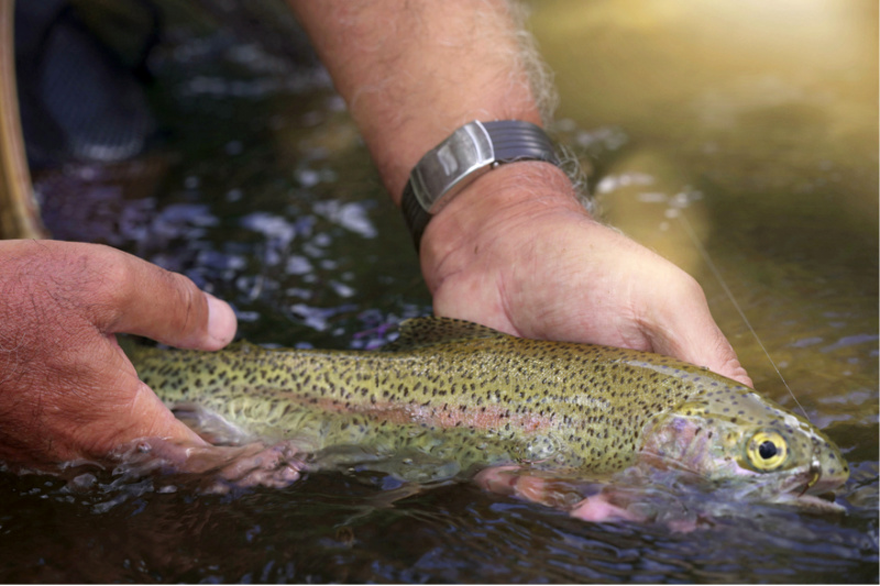 Rainbow trout