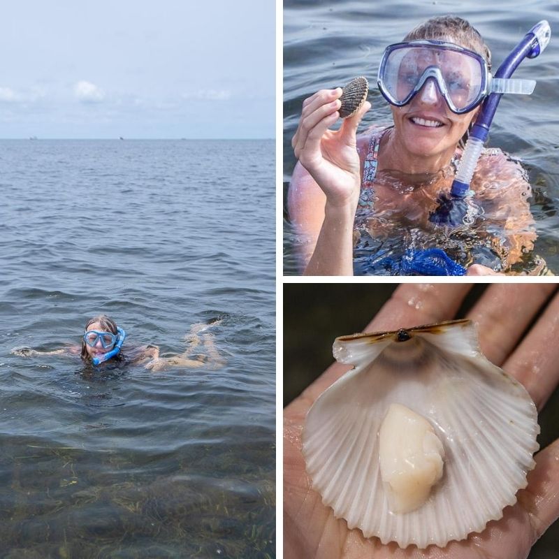 Scalloping in Steinhatchee, Florida