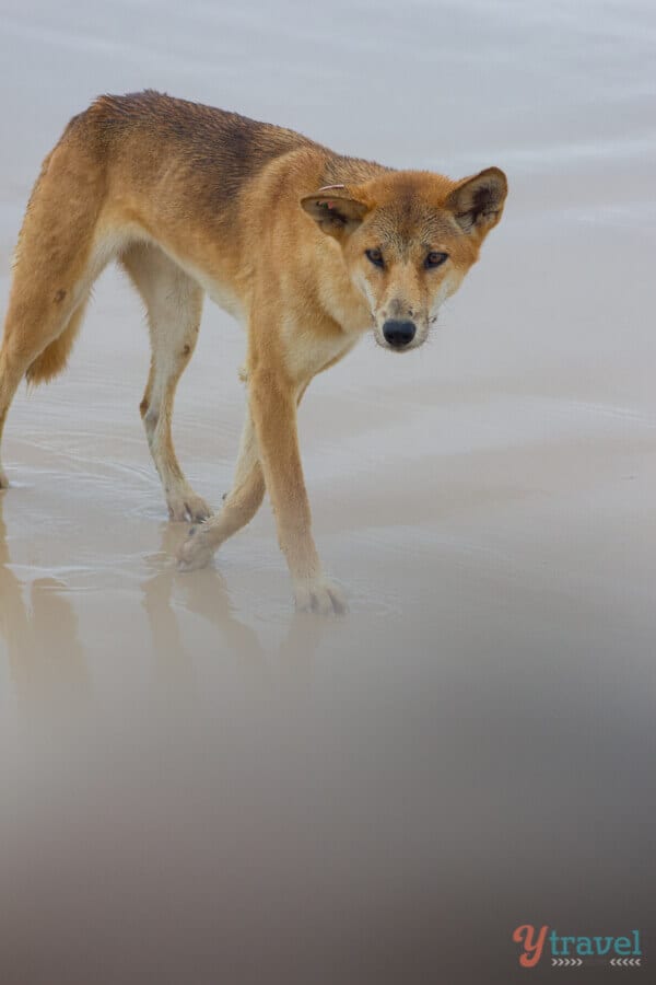 Dingo on Fraser Island in Queensland, Australia