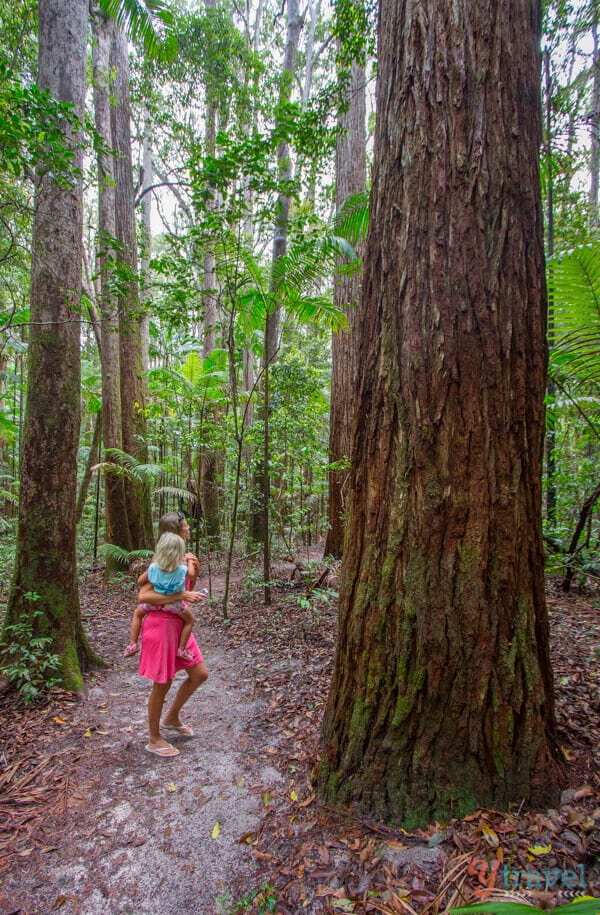 Rainforest on Fraser Island, Queensland, Australia