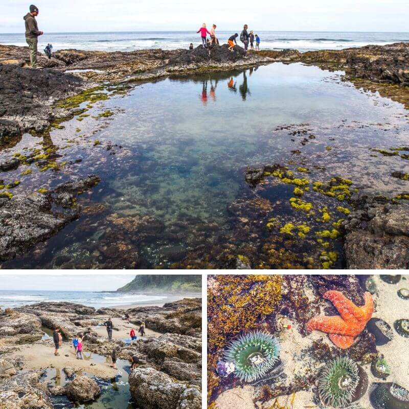 Oregon tide pools