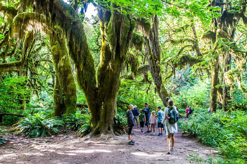 Hoh Rainforest