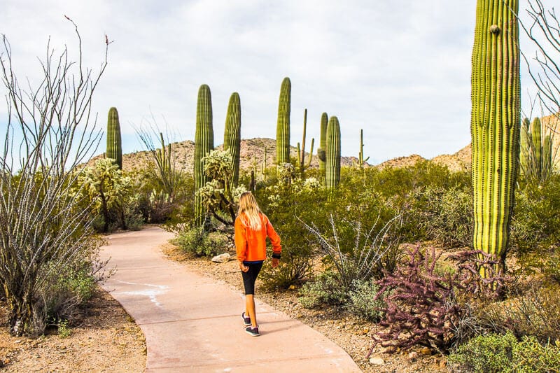 kalyra walking past cactus in garden 