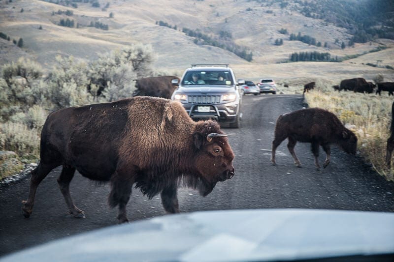 yellowstone national park  lamar valley