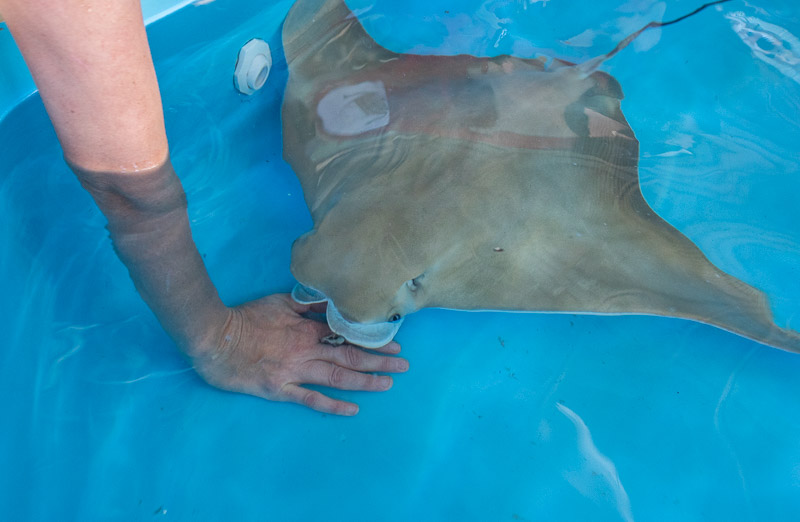 Feeding a Stingray at Florida Oceanographic Coastal Center, Stuart