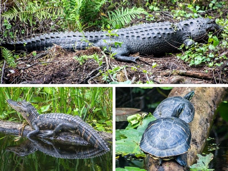 Wildlife at Highlands Hammock State Park, Florida