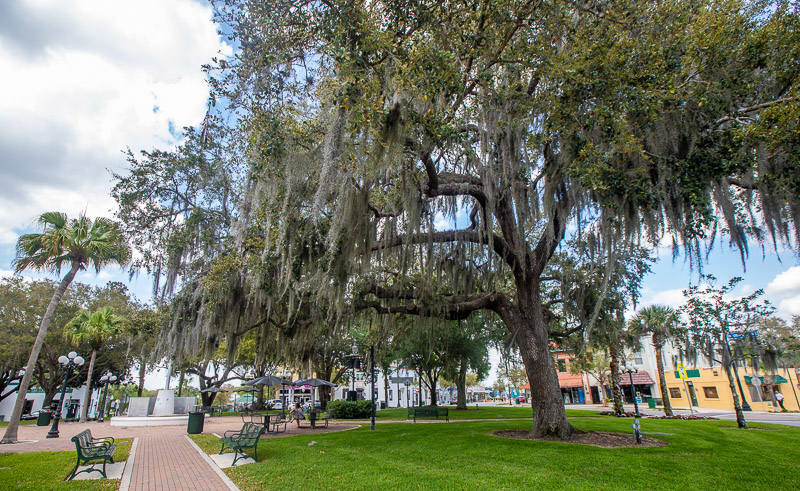 Magnificent tree on the roundabout in Sebring, Florida