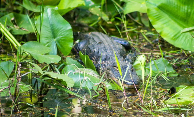 Guide to the Gorgeous Highlands Hammock State Park, Florida