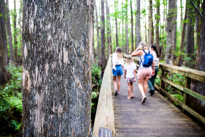 Highlands Hammock State Park, Florida