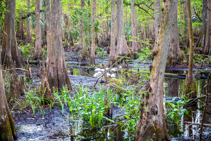 Highlands Hammock State Park, Florida