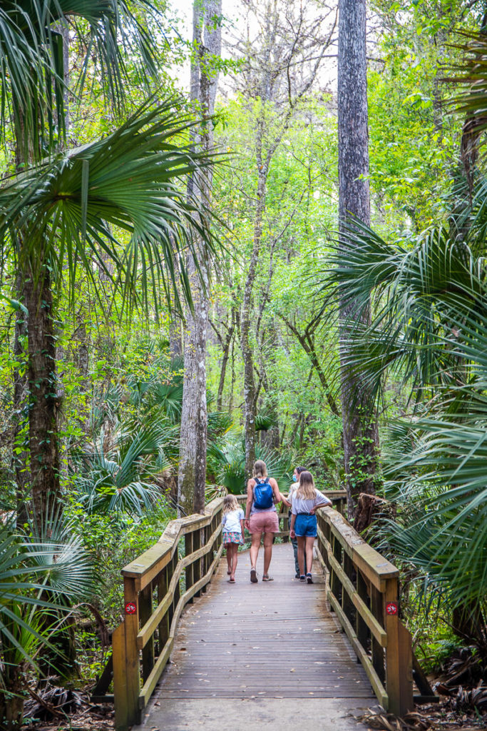 Cypress Swamp Trail, Highlands Hammock State Park, Florida