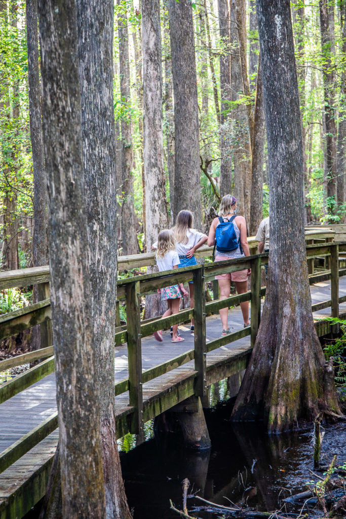 Highlands Hammock State Park, Florida