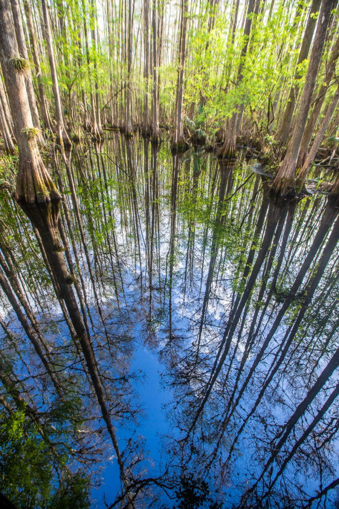 Highlands Hammock State Park, Florida