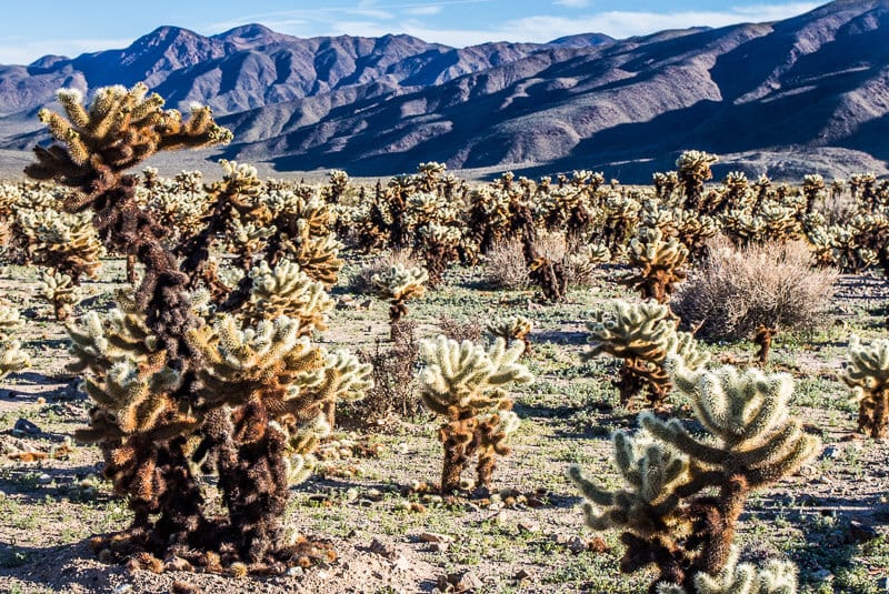 Cholla Cactus Garden