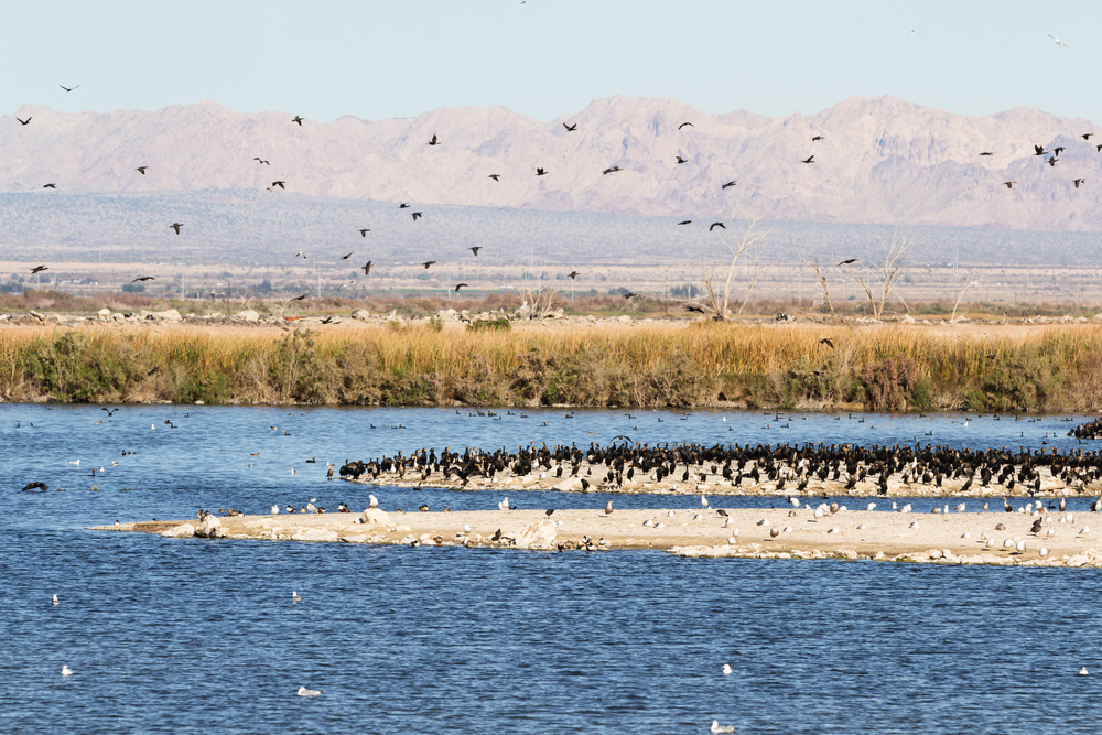 Salton Sea, California