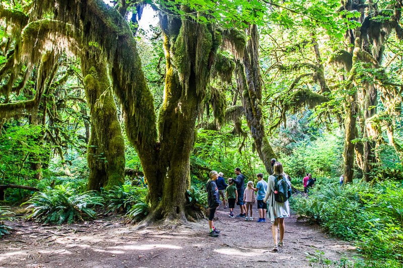 Hoh Rainforest, Olympic National Park