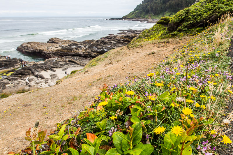 Cape Perpetua Scenic Area