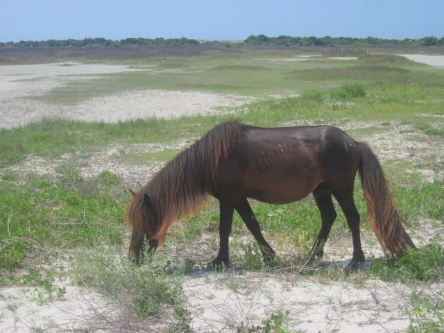 wild horses of Shackleford Island NC