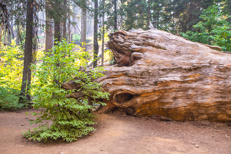 Fallen sequoia Tuolumne Grove Yosemite