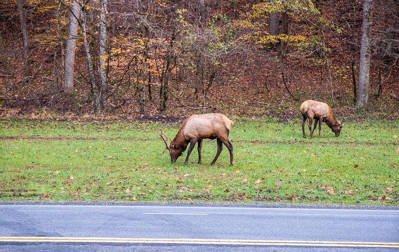 Elk in Smoky Mountains National Park