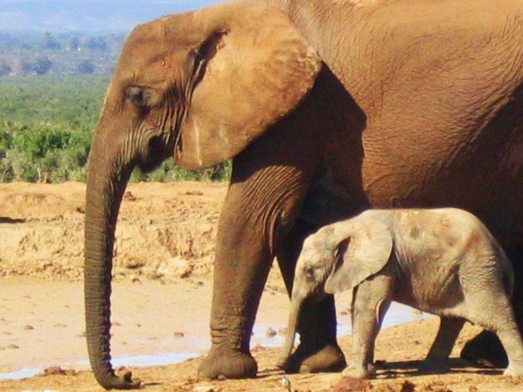 elephants in africa