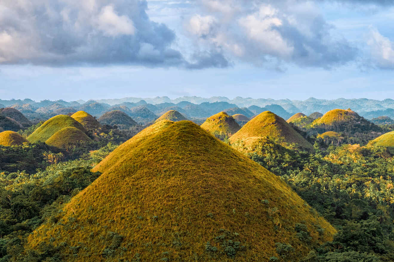 a group of mounds in the middle of a forest