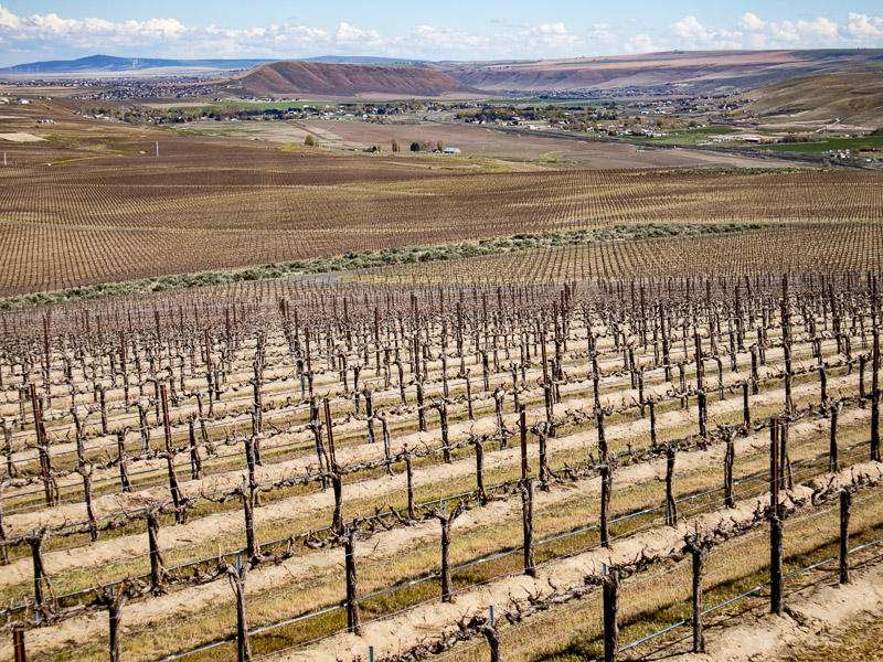 Goose Ridge vineyard