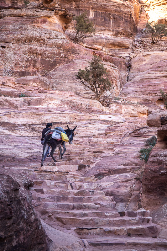 donkey going up stairs petra