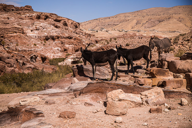 donkeys in petra