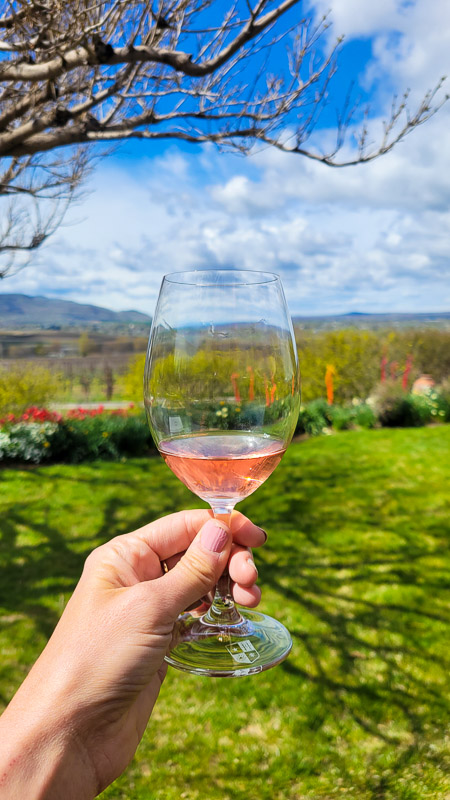 rose overlooking vineyards