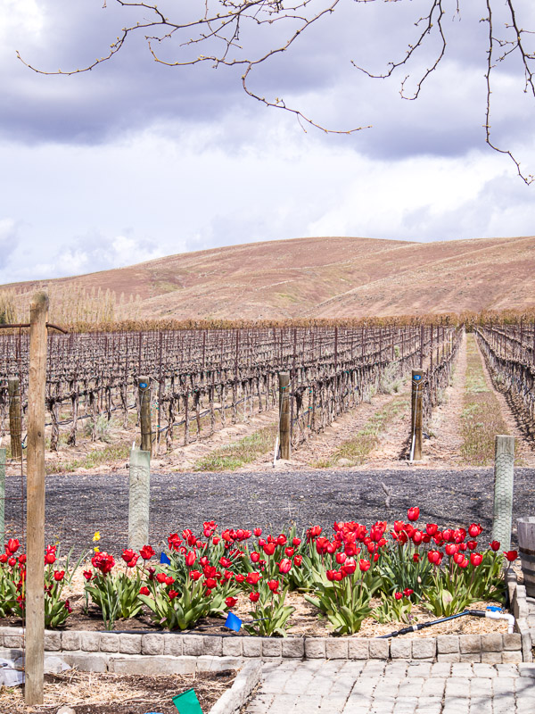 hedges biodynamic winery