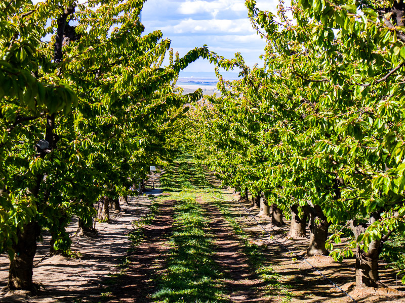 goose ridge cherry trees