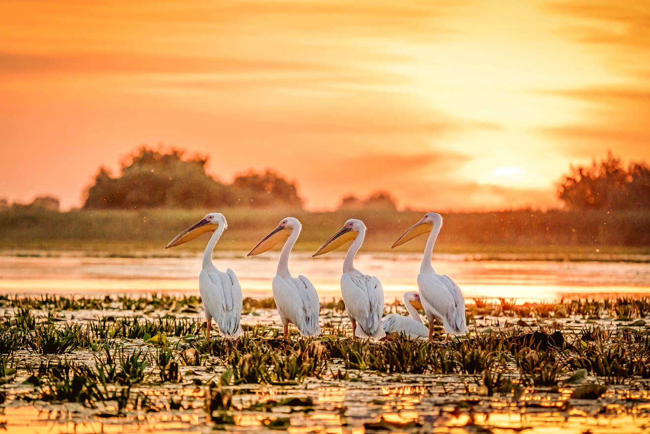 9 Danube Delta on a tour