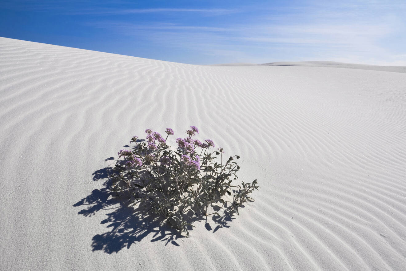 0 Hotels near white Sands National Park